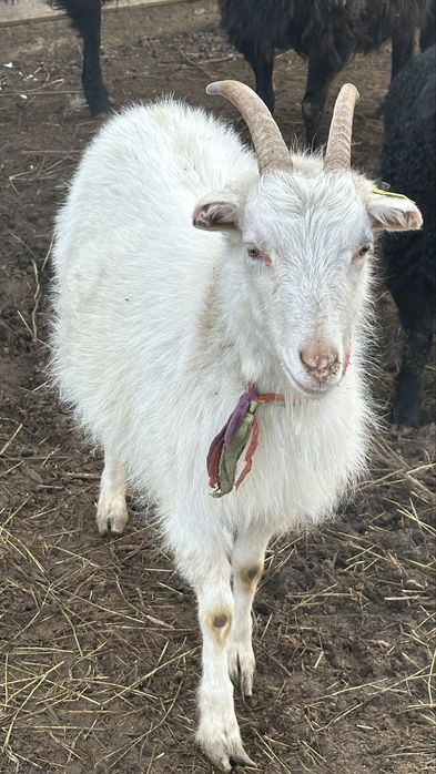 Продаю козу.С двумя козлятами