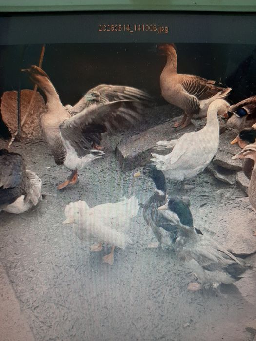 Pasari de curte da vanzare