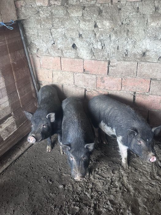 Виетнамски мини прасета 3броя