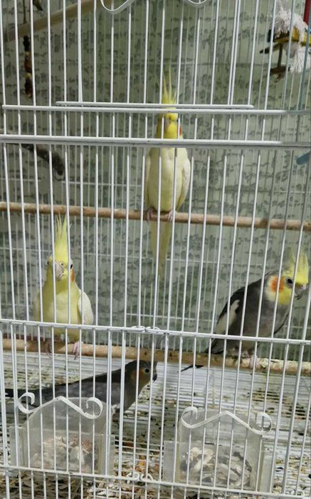 Срочно продам попугаев — корелла. Цена — договорная