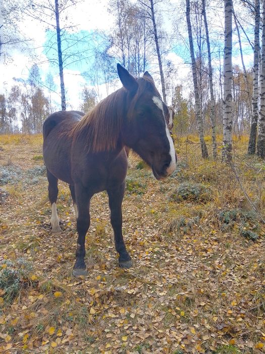Vând cârlană de 2 ani