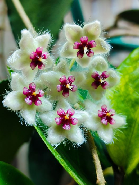 Хойя разные сорта