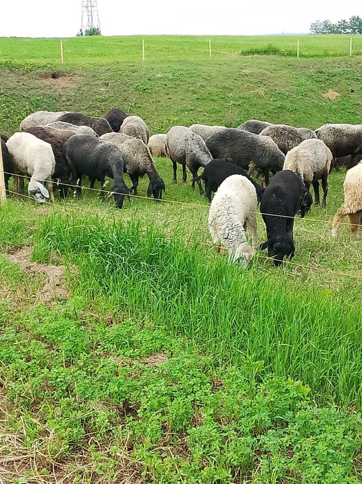 Schimb oi karacul bune tinere ,cu lapte, schimb cu miei
