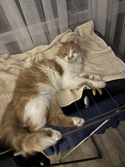 Отдаю кошку (3 года)