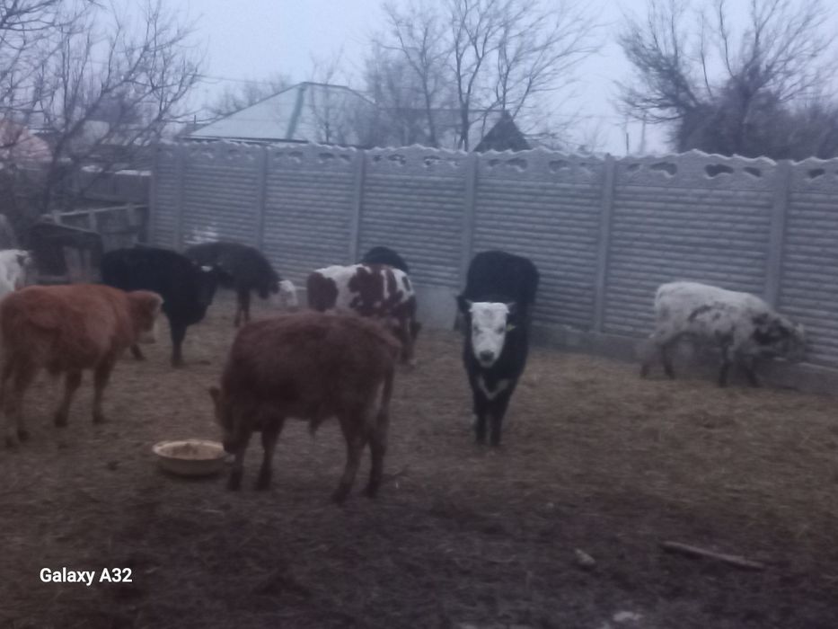 Букалар бұзау сыйыр