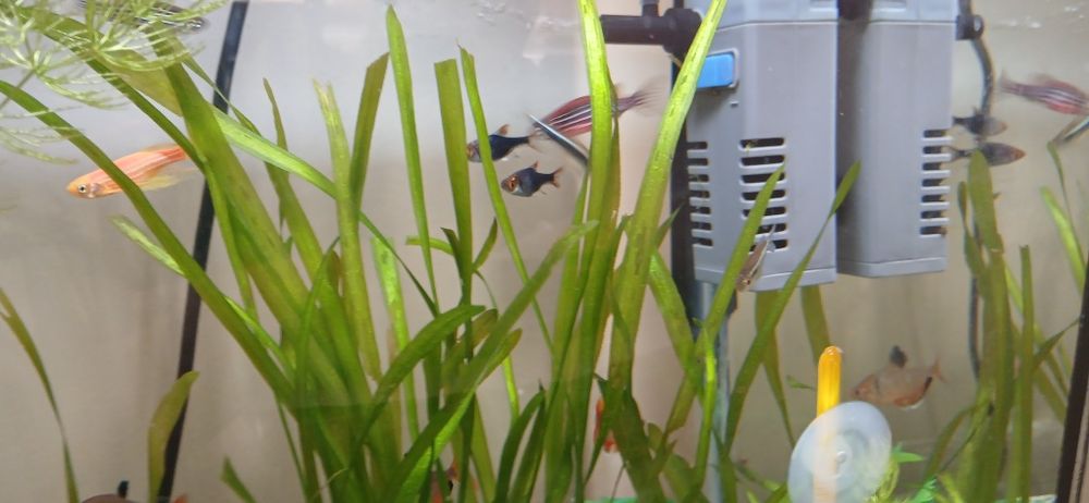 Продаю аквариумных рыбок