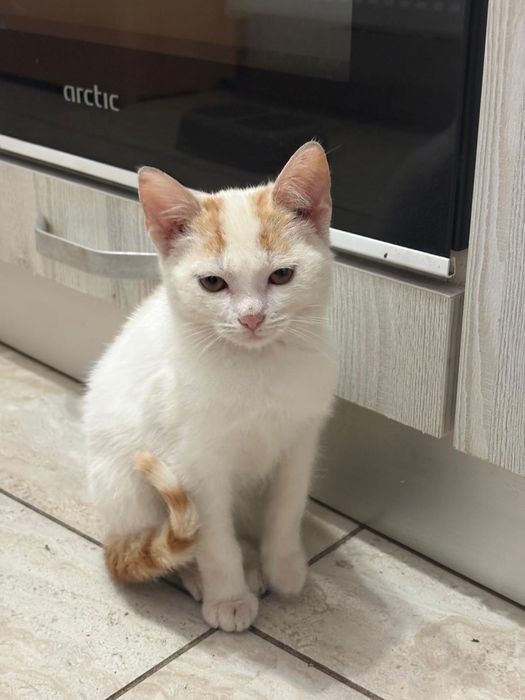 Donații animale de companie