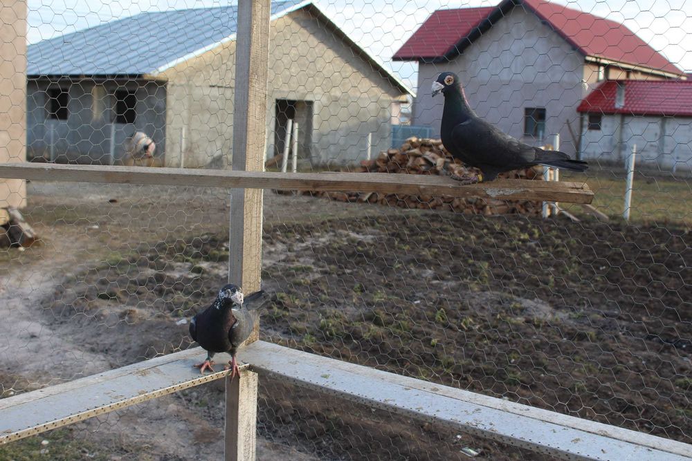 porumbei voiajori duduros