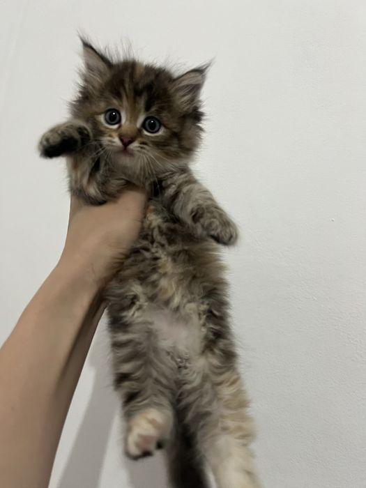 Мейн Кун девочка котёнок