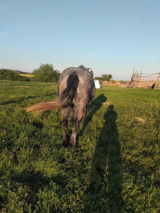 Vând iapă sura vîrta 3 ani gestantă