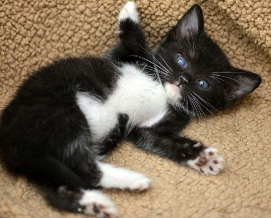 Продаются два котята