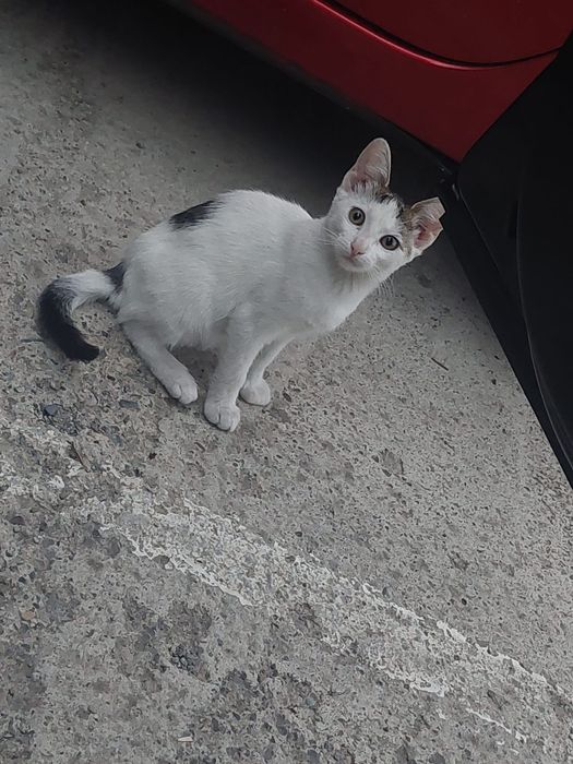 Pui de pisică spre adopție – 2-3 luni