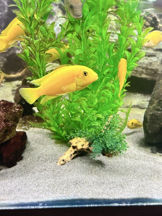 Малавийские цихлиды