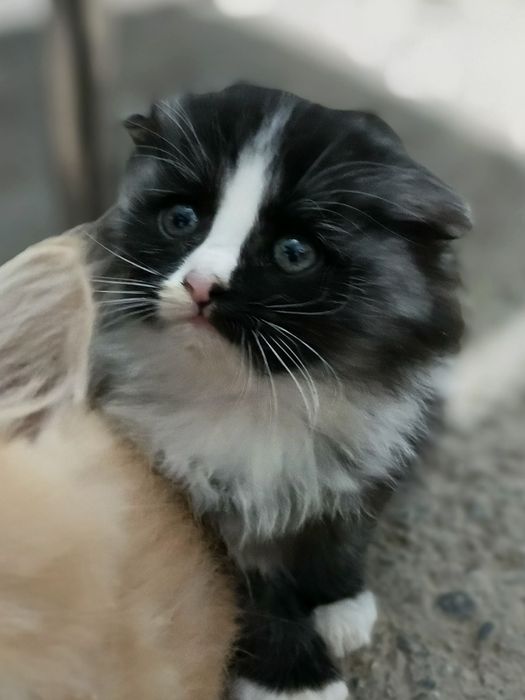 Mushuk bolalari 1.5 oylik bittasi  Котята в возрасте 1,5 месяцев один