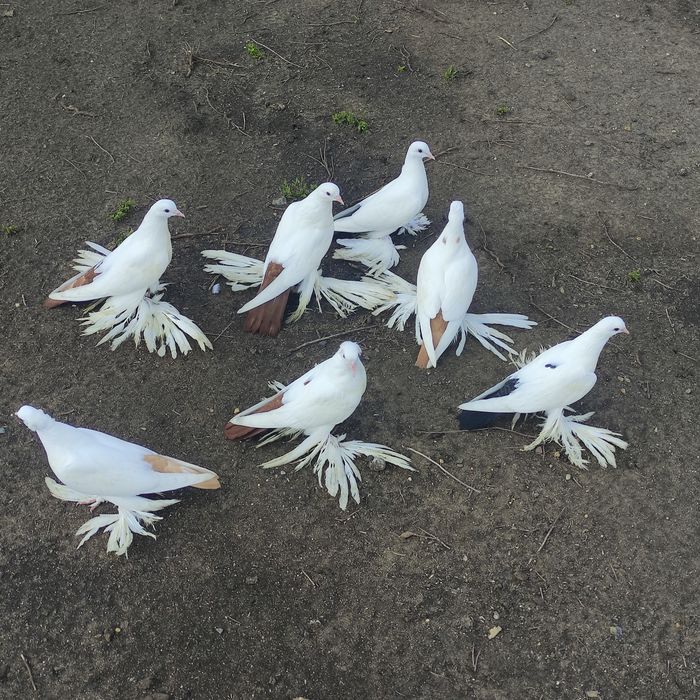 Голуби домашние (персы)