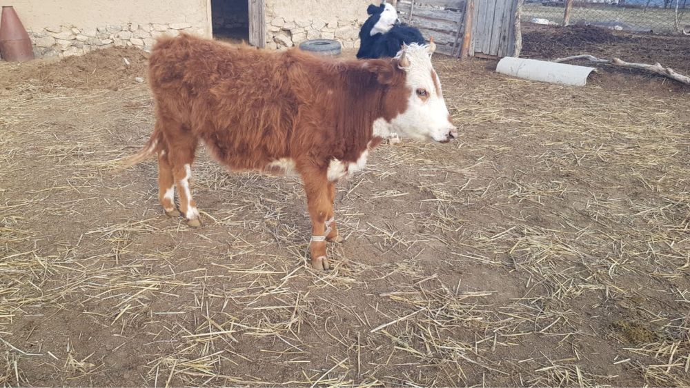 Үш бұқа бір қашар төрт бас бірге сатылады