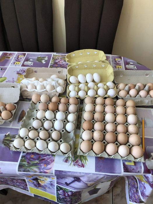 Vand oua pentr reproductie