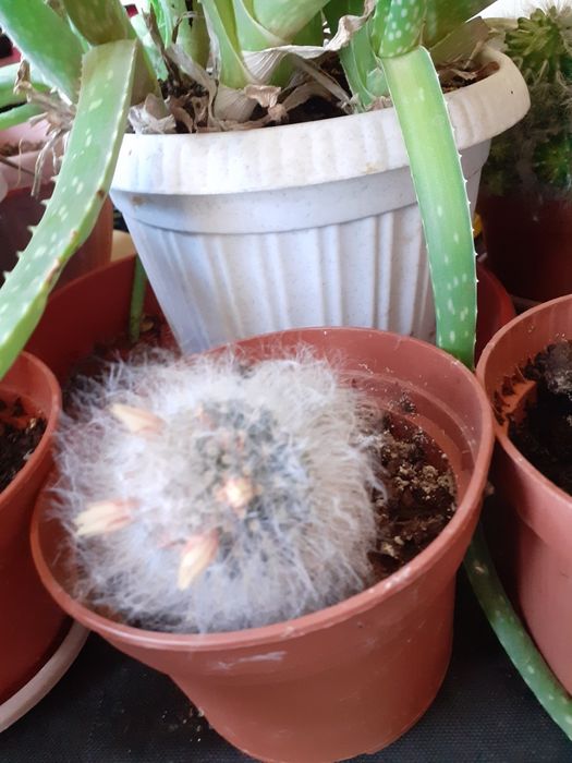 Продам комнатный кактус!!!