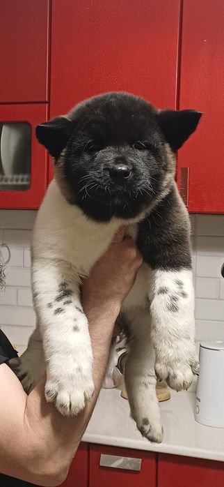 Щенки высокого класса