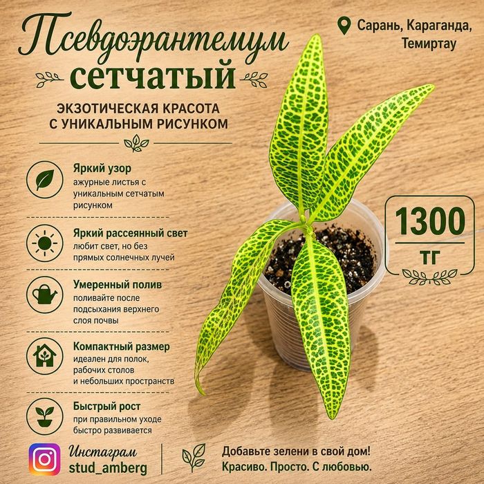 Диффенбахия Крокодил,драцена