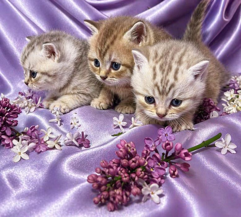 Котята шотландские