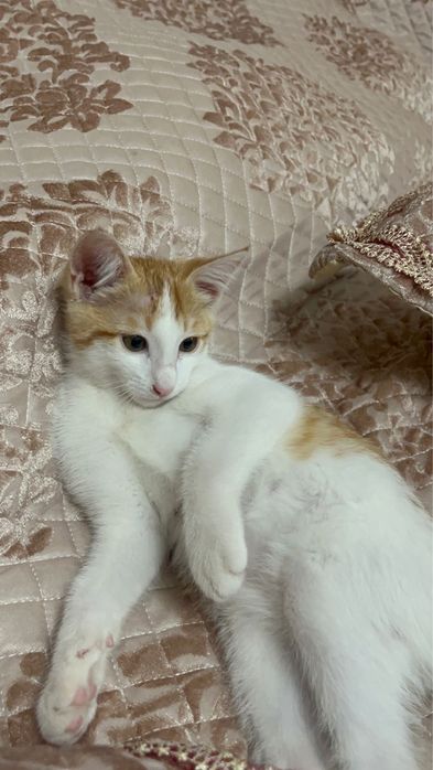 Отдам котенка в добрые руки