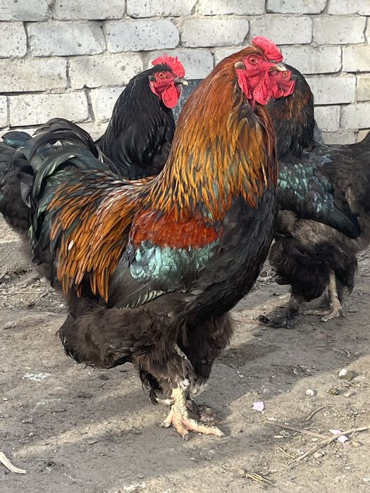 Петухи Брамы черной и куропатчатой