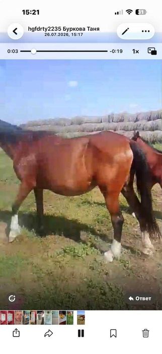 Продам жеребую кобылу с жеребенком ( мальчик)