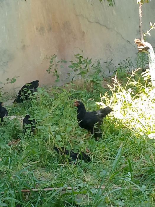 Qora yostiq tovuqlari