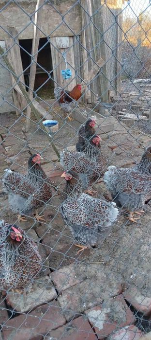 Vind ouă gaini wyandotte albastru auriu 10