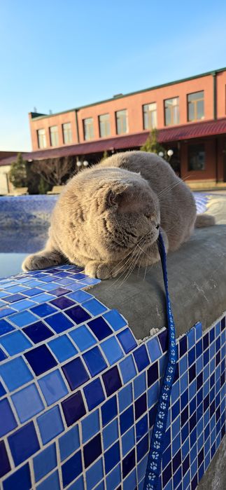 Вязка привазной лиловый цвет шотландский фолд ТЕДДИ