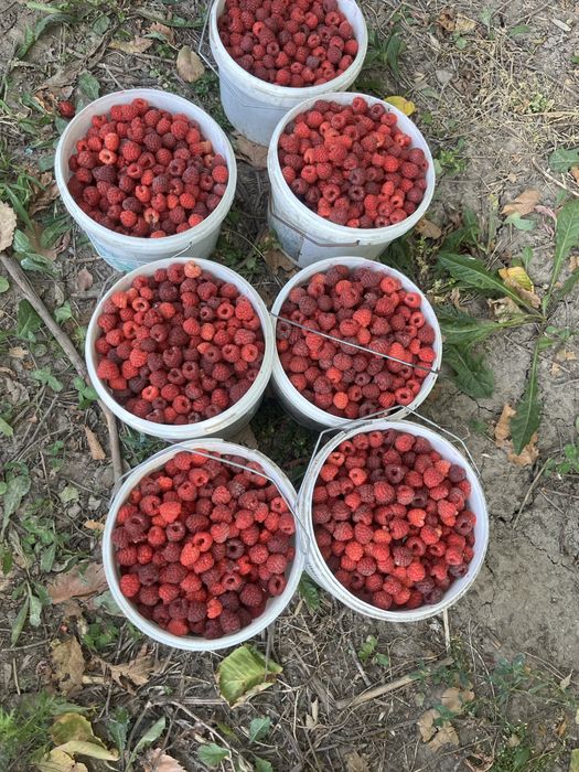 Продам малину бабье лето
