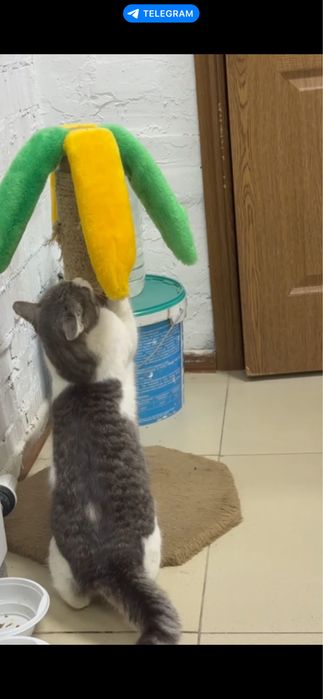 Пристраивается милаха Мурзик! Кастрироан