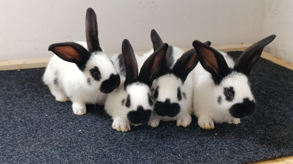 Iepuri fluture german