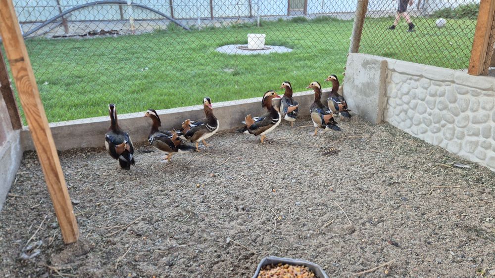 Утки мандоринки.