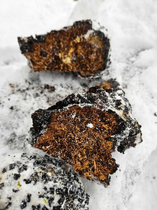Ciupercă Chaga de mesteacan - 100% naturală, uscată, gata de utilizare