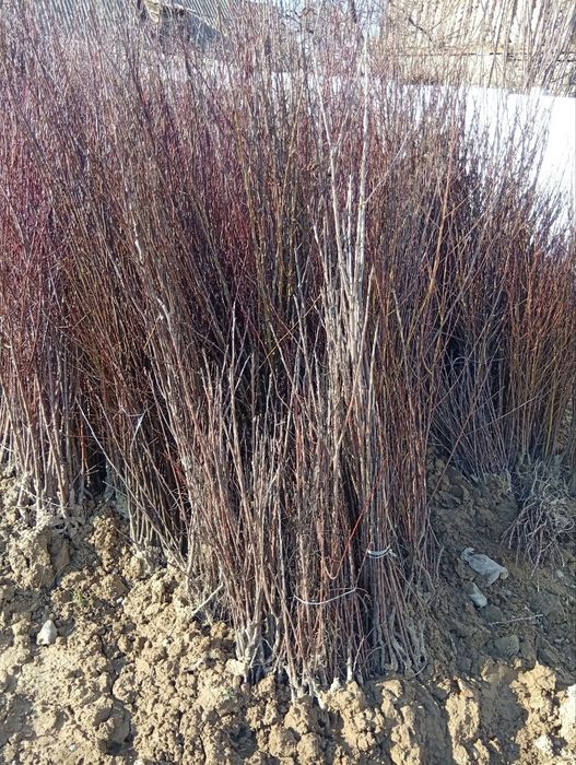 Xaxlari bor ko'chatlari bor kelshtirib beramiz