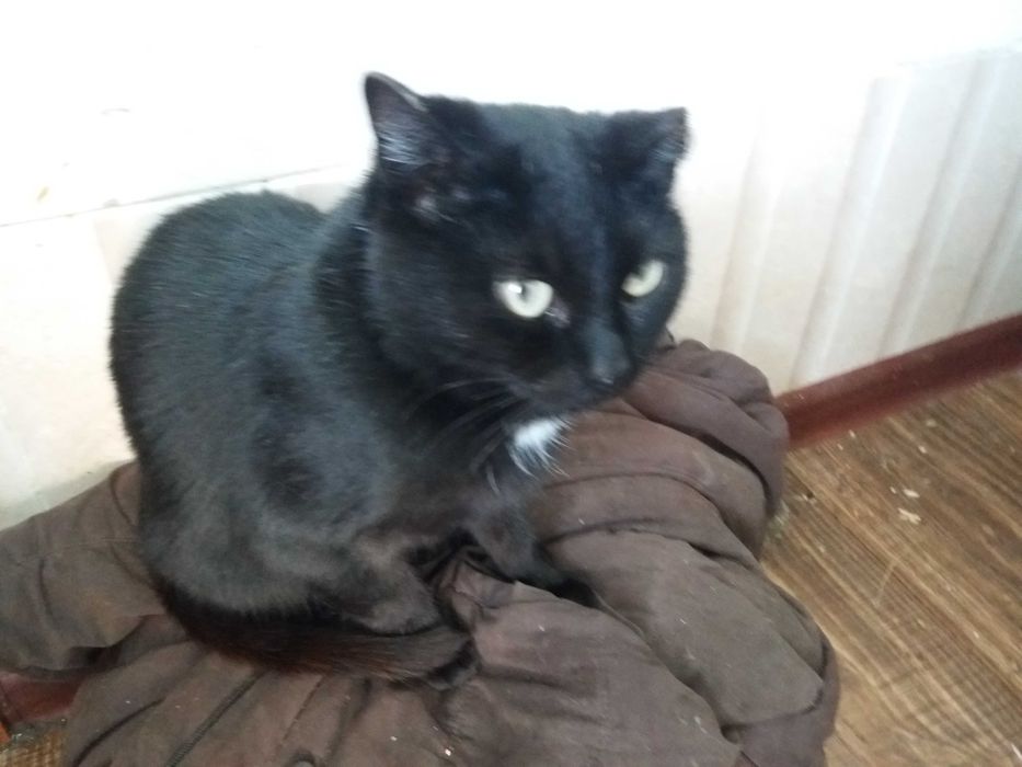 Отдам котят в хорошие руки