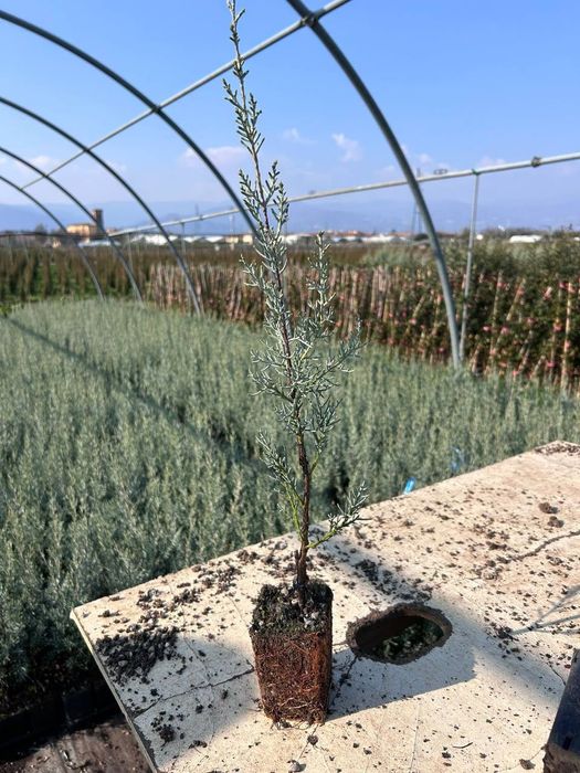 Аризонский кепарис (Италия)