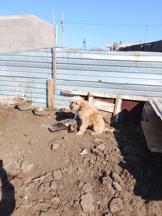 Отдам хорошего щенка