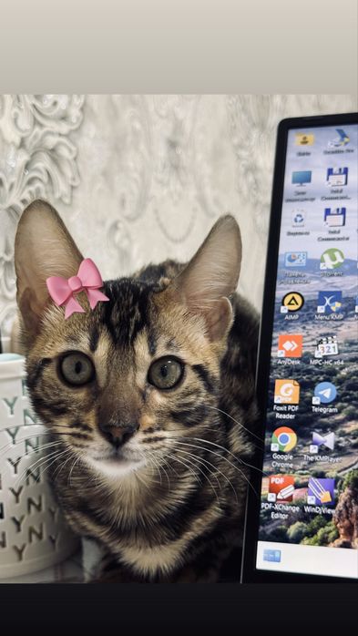 Бенгалская кошка