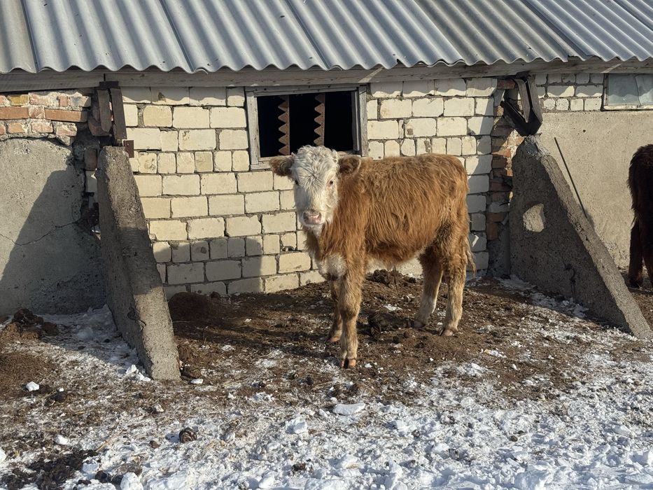 Продам подсосов.