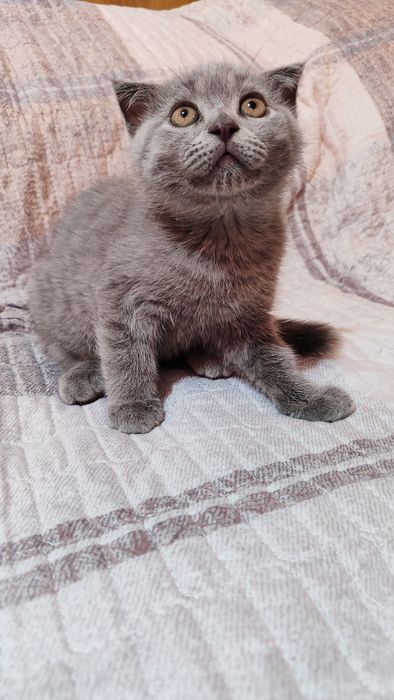 Котята скоттиш фолд и страйт