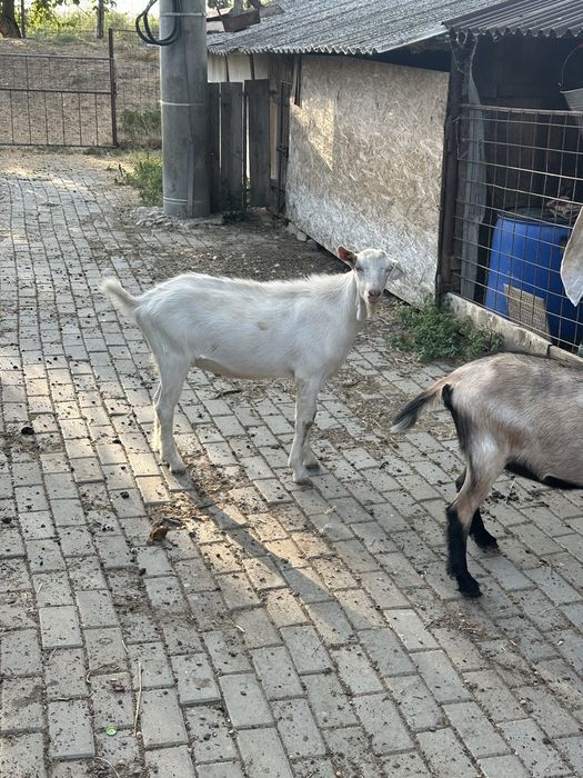 Vand doua capre doua iedite si un tapisor
