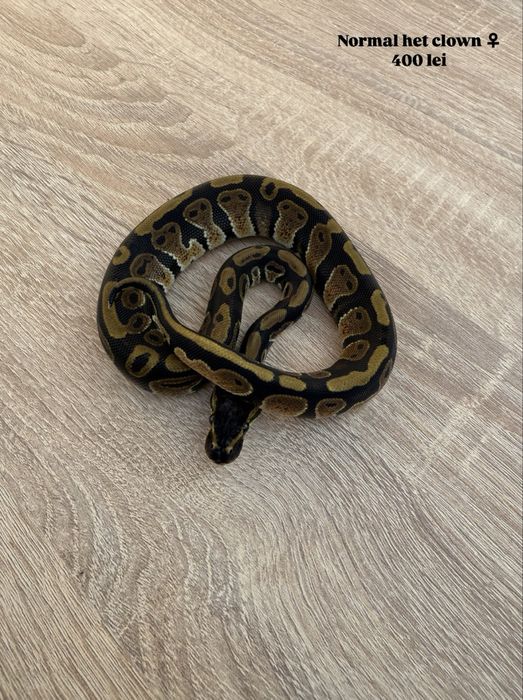 Pitoni regali puiuti