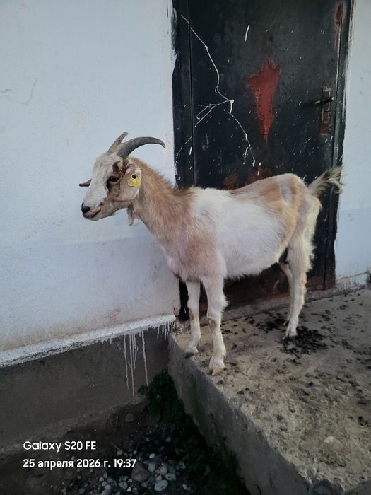 Ешкілер сауынды.