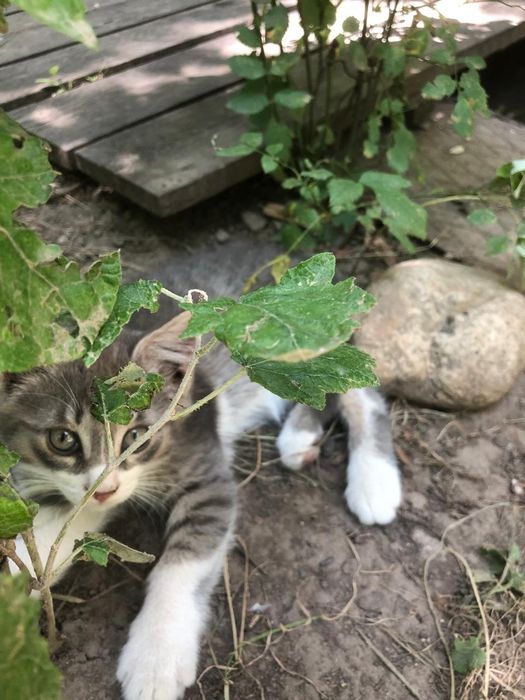 Котенок ищет дом