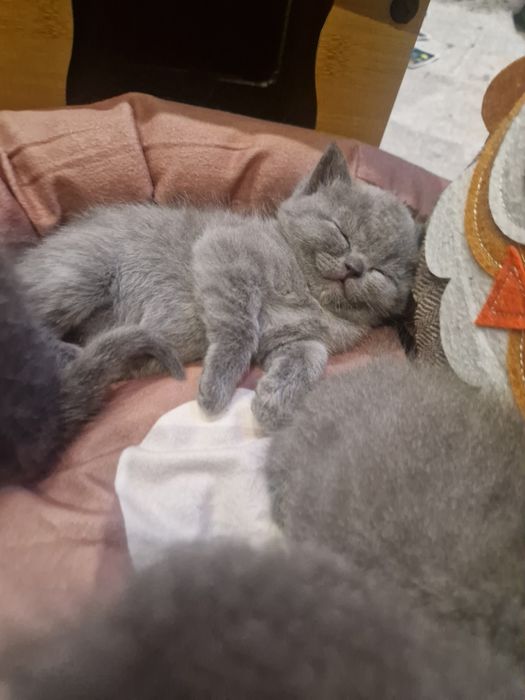 Шотландска клепоуха, британска късокосместа