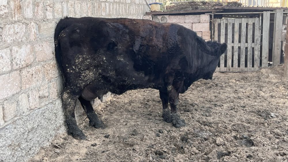 Сиыр сатылады бұзаулы