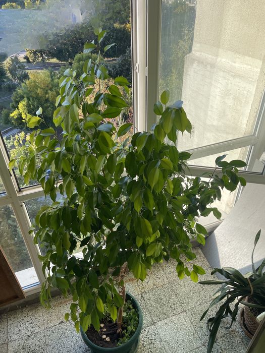 Продавам Фикус Бенджамин